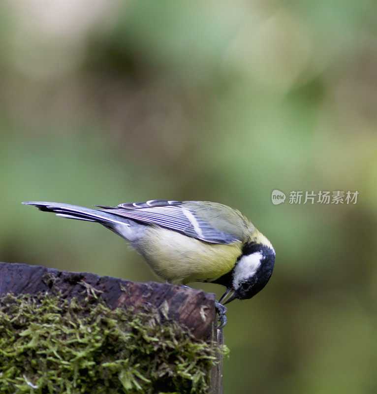 大山雀(Parus major)喂养